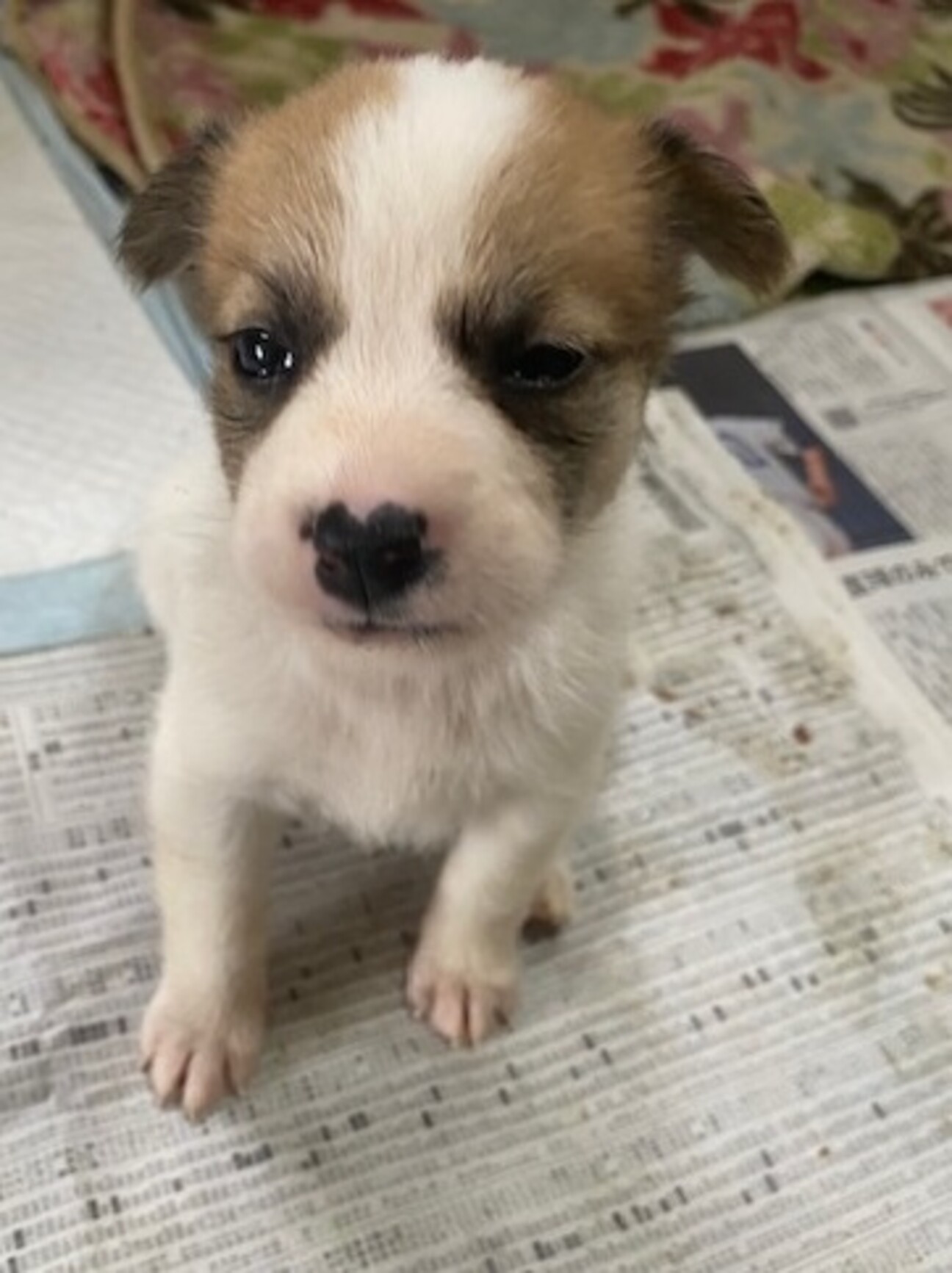 元気一杯愛らしい甘えん坊」愛知県 - 犬の里親募集(457431