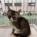 仔猫（女の子）をお迎えしたい方へ
