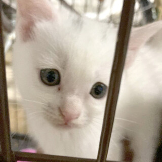 頭にちょっとだけ黒『しろごま』