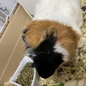 モルモットちゃん里親募集中