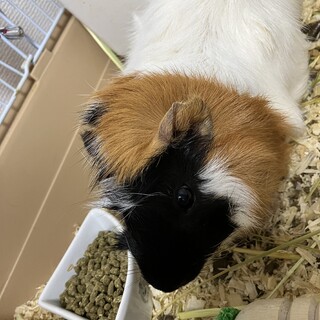 モルモットちゃん里親募集中