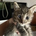 野良猫の子