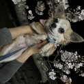 元繁殖犬 5歳ロングコートチワワ