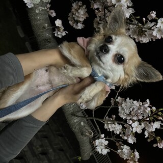 元繁殖犬 5歳ロングコートチワワ