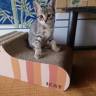 ヤンチャで甘えんぼ