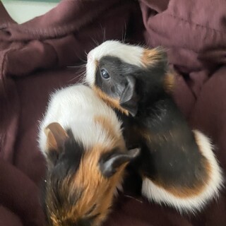 モルモット子供