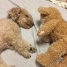 遊び疲れて彼女と添い寝