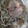 ゴールデンハムスターの赤ちゃん2匹 サムネイル2