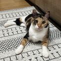なでなで大好きな甘えん坊◎プクたん♀