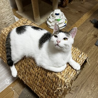 爪切りも抱っこも完ぺき！キジ白くん♂