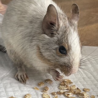 ベタ慣れパイドデグーの男の子