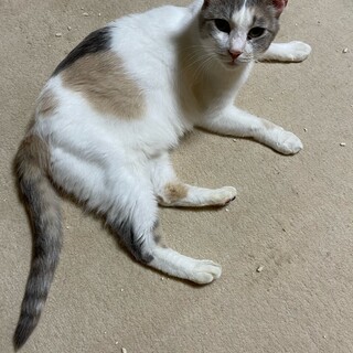 パステル 三毛  メス 