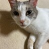 パステル 三毛  メス  サムネイル3
