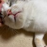 パステル 三毛  メス  サムネイル4