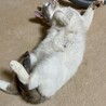 パステル 三毛  メス  サムネイル6