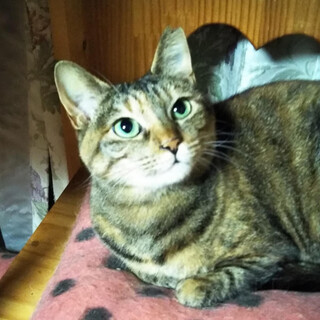 大人の魅力、穏やかで飼いやすい『むぎ』２才