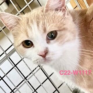 C22-W1117　利口なニャンコさんです♪