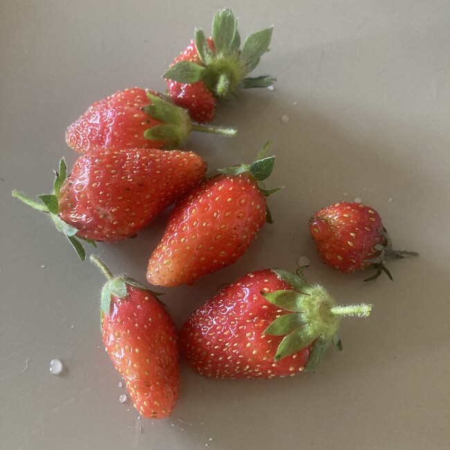 optのカバー写真