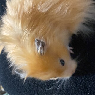 ハムスター