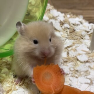 キンクマと長毛サテンの間に生まれた子たち（2匹）