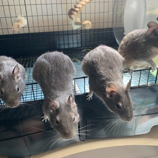 デグー　オス　1歳2ヶ月