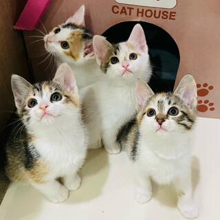 【お見合い随時】スクスク成長中！ミケ4姉妹