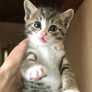 【7/2芝浦】ふんわり系女子のマカロン★ペア譲渡