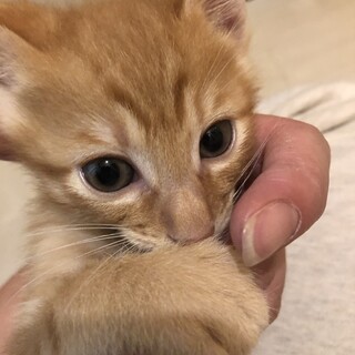 まだまだ小さな4兄妹！茶トラ(しっぽ短)男の子