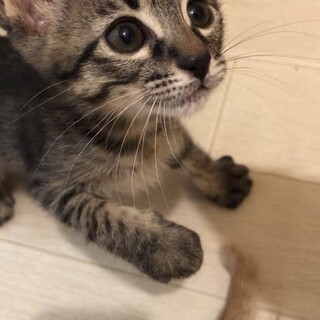 まだまだ小さな4兄妹！キジ　男の子