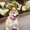 イケメン柴犬のしゅん君 サムネイル2