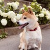 イケメン柴犬のしゅん君 サムネイル3