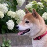 イケメン柴犬のしゅん君 サムネイル4