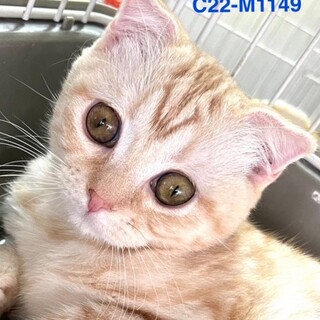 C22-M1149　目がまん丸！可愛すぎる子猫♪