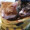 緊急募集です。兄弟2匹オス猫 サムネイル3