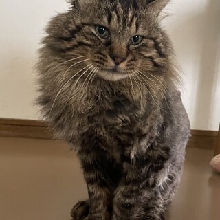 ノルウェージャンのような長毛　ラッキー君