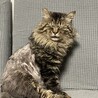 ノルウェージャンのような長毛　ラッキー君 サムネイル5
