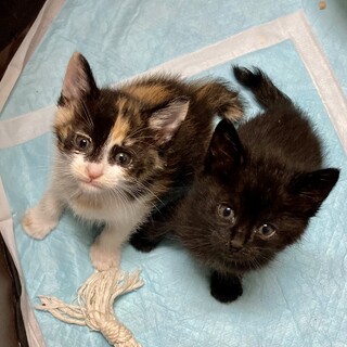 1か月ぐらいの子猫の姉妹