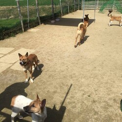 保護犬猫の譲渡相談会