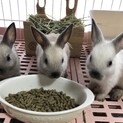 ミニウサギ　3匹