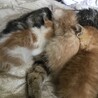 交渉中です　薄茶の子猫 サムネイル2