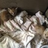 交渉中です　薄茶の子猫 サムネイル3