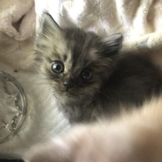 黒っぽい？子猫　一旦他の方の募集を停止しています