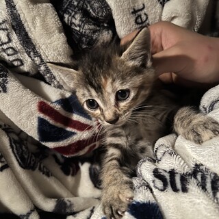 子猫  生後１ヶ月たたない程度