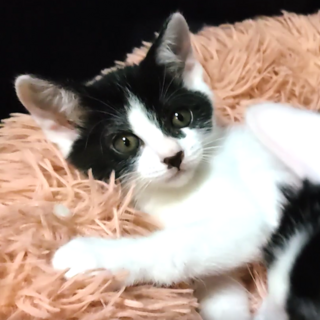 小さくてとってもキュートな『とな』ちゃん