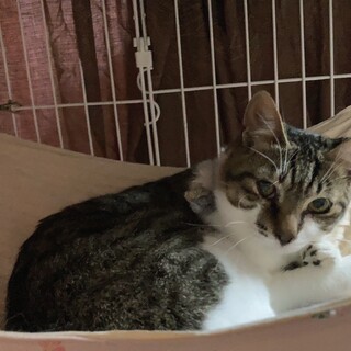 個性的な模様のキジシロのバン