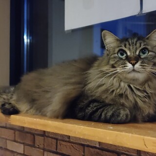 ふわっふわな毛並みと翡翠の様な瞳が美しい「ひじり」