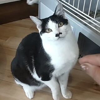 元気いっぱいお転婆さんの「ロミ」(^^)