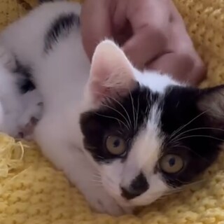 小さくてとってもキュートな『天使』ちゃん