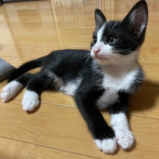 可愛いはちわれのはっち！