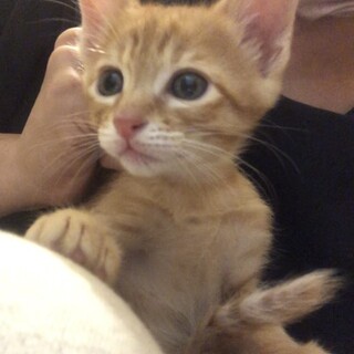 まだまだ小さな4兄妹！茶トラ(しっぽ長)男の子